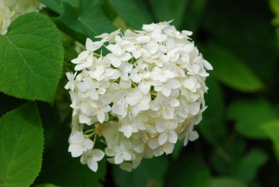 Hydrangea arborescens - hortenzie stromečkovitá - květ